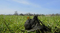 Wide angle view of a pair of Yellow dung flies (Scathophaga stercoraria) mating on some sheep dung, Wiltshire, England, UK, March.