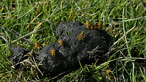 Group of Yellow dung flies (Scathophaga stercoraria), some in copulating pairs, feeding on sheep dung, Wiltshire, England, UK, March.
