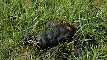 Group of Yellow dung flies (Scathophaga stercoraria), some in copulating pairs, feeding on sheep dung, Wiltshire, England, UK, March.