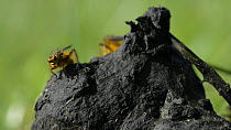 Male Yellow dung flies (Scathophaga stercoraria) climbing up to the top of some sheep dung and taking off, Wiltshire, England, UK, March. Slow motion.