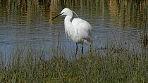 Little egret (Egretta garzetta) drinks from a marshland pool after swallowing a fish, fluffs its feathers and walks out of frame, Gloucestershire, England, UK, March.
