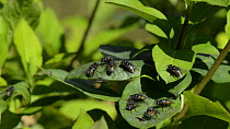Male Face flies / Autumn house flies (Musca autumnalis) landing and jostling on honeysuckle leaves as they gather in a display lek, Wiltshire, England, UK, April. Slow motion clip.