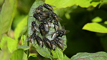 Wide anlge shot of male Face flies / Autumn house flies (Musca autumnalis) landing and jostling on honeysuckle leaves as they gather in a display lek, Wiltshire, England, UK, April.