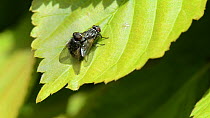 Pair of Face flies / Autumn house flies (Musca autumnalis) mating on a hedge leaf, Wiltshire, England, UK, April.