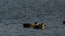 Pair of Gadwall (Anas strepera) dabbling in a lake and calling as another duck approaches, Gloucestershire, England, UK, March.