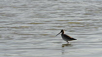 Black-tailed godwit (Limosa limosa) wading in a shallow lake and probing for invertebrates, with a female Gadwall (Anas strepera) swimming past, Gloucestershire, England, UK, March.