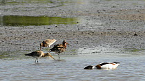 Three Black-tailed godwits (Limosa limosa) preening and probing for invertebrates in a shallow lake, with a Shelduck (Tadorna tadorna) swimming past, Gloucestershire, England, UK, May.