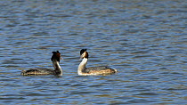 Great crested grebe pair (Podiceps cristatus) courting on the surface of a lake, calling quietly and head shaking in unison, Corsham Court, Wiltshire, England, UK, March.