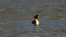 Great crested grebe (Podiceps cristatus) preening as it swims on the surface of a lake, leaves frame left, Corsham Court, Wiltshire, England, UK, March.
