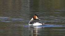 Great crested grebe (Podiceps cristatus) preening, scratches its head and shakes its feathers as it swims on the surface of a lake, Corsham Court, Wiltshire, England, UK, March.
