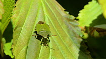 Green shield / stink bug (Palomena prasina) grooming its proboscis with its front feet, Wiltshire, England, UK, May.