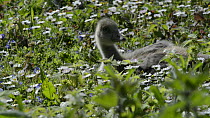 Greylag goose (Anser anser) chick sitting amongst some flowering Daisies (Bellis perennis) before standing and leaving the frame, Gloucestershire, England, UK, May.