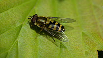 Hoverfly (Syrphus ribesii) grooming its head with its front feet, Wiltshire, England, UK, April.