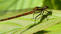 Close up of a Large red damselfly (Pyrrhosoma nymphula) basking in the sun on a leaf, Wiltshire, England, UK, May.