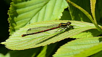 Close up of a Large red damselfly (Pyrrhosoma nymphula) basking in the sun on a leaf, Wiltshire, England, UK, May.
