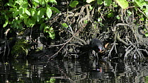Moorhen (Gallinula chloropus) chasing a young chick, encouraging it to be more independent, near Bude, Cornwall, England, UK, June.