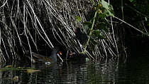 Moorhen (Gallinula chloropus) repeatedly feeding invertebrates to one of two young chicks perched on old plant stems fringing a pond, near Bude, Cornwall, England, UK, June.