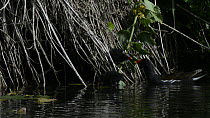 Pair of Moorhens (Gallinula chloropus) repeatedly feeding invertebrates to two young chicks, each adult feeding a specific chick, near Bude, Cornwall, England, UK, June.