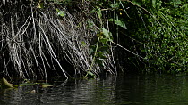 Five Moorhen chicks (Gallinula chloropus) swimming and foraging along the margin of a pond, near Bude, Cornwall, England, UK, June.