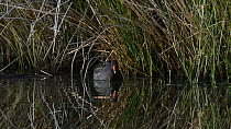 Moorhen (Gallinula chloropus) foraging among Juncus rushes around the margin of a pond, Devon, England, UK, June.