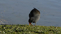 Moorhen (Gallinula chloropus) foraging on the shore of a lake, Gloucestershire, England, UK, March.
