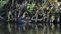 Moorhen (Gallinula chloropus) foraging  by up-ending among tree roots fringing a pond, near Bude, Cornwall, England, UK, April.