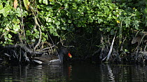 Moorhen (Gallinula chloropus) foraging  by up-ending among tree roots fringing a pond, near Bude, Cornwall, England, UK, April.