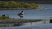 Pair of Oystercatchers (Haematopus ostralegus) mating on a small island, with a resting Shelduck (Tadorna tadorna) in the background, Gloucestershire, England, UK, March.