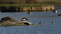 Pair of Oystercatchers (Haematopus ostralegus) displaying to a rival on their nesting territory until it flies away, Gloucestershire, England, UK, March.