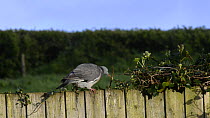 Wood pigeon (Columba palumbus) feeding on Ivy (Hedera helix) leaves growing on a garden fence, near Bude, Cornwall, England, UK, June.