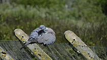 Wood pigeon (Columba palumbus) perched on a fence preening its feathers, Gloucestershire, England, UK, May.