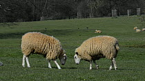 Two Polled Wiltshire horn sheep (Wiltipoll breed) ewes butting one another, Corsham Court, Wiltshire, England, UK, April.