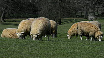 Group of polled Wiltshire horn sheep (Wiltipoll breed) ewes grazing, Corsham Court, Wiltshire, England, UK, April.