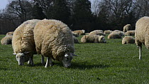 Two polled Wiltshire horn sheep (Wiltipoll breed) ewes standing and grazing before butting one another,  Corsham Court, Wiltshire, England, UK, April.
