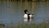 Shelduck drake (Tadorna tadorna) preening in a marshland pool, with a foraging Coot (Fulica atra) and a female Shelduck swimming past, Gloucestershire, England, UK, March.
