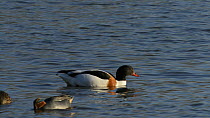 Female Shelduck (Tadorna tadorna) dabbling in a shallow lake, swimming past a pair of Common teal (Anas crecca), Gloucestershire, England, UK, March.
