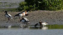 Pair of Shelduck (Tadorna tadorna) courting, with another pair dabbling nearby and another running past, Gloucestershire, England, UK, March.