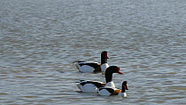 Pair of Shelduck (Tadorna tadorna) swimming on a shallow lake, watched and followed by two other drakes,  Gloucestershire, England, UK, March.