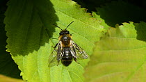 Solitary mining bee (Andrena) basking in the sun on a leaf, Wiltshire, England, UK, April.