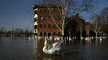 Mute swans (Cygnus olor) swimming near the flooded Old Cornmill in Worcester after the city centre was flooded by the River Severn bursting its banks, with one approaching, flapping its wings and pree...