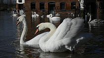 Two Mute swans (Cygnus olor) preening near the flooded Old Cornmill in Worcester after the city centre was flooded by the River Severn bursting its banks, Gloucestershire, England, UK, February 2014.