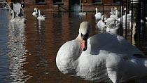 Mute swan (Cygnus olor) preening near the flooded Old Cornmill in Worcester after the city centre was flooded by the River Severn bursting its banks, Gloucestershire, England, UK, February 2014.