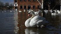 Mute swans (Cygnus olor) preening near the flooded Old Cornmill in Worcester after the city centre was flooded by the River Severn bursting its banks, Gloucestershire, England, UK, February 2014.