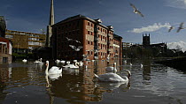 Mute swans (Cygnus olor) and Black-headed gulls (Croicocephalus ridibundus) feeding on bread thrown to them near the flooded Old Cornmill in Worcester after the city centre was flooded by the River Se...