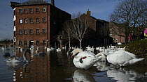 People watching and feeding Mute swans (Cygnus olor) swimming near the flooded Old Cornmill in Worcester after the city centre was inundated by the River Severn bursting its banks, Gloucestershire, En...