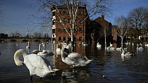Panning shot of Mute swans (Cygnus olor) swimming and preening near the flooded Old Cornmill after the city centre was inundated by the River Severn bursting its banks, Worcester, Gloucestershire, Feb...