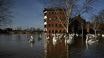 Wide angle view of Mute swans (Cygnus olor) swimming and preening near the flooded Old Cornmill after the city centre was inundated by the River Severn bursting its banks, Worcester, Gloucestershire,...