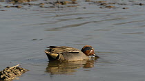 Common teal (Anas crecca) drake dabbling in shallow water at the margin of a lake, Gloucestershire, England, UK, March.
