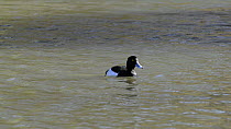 Tufted duck (Aythya fuligula) drake surfaces in a lake and dives again, Corsham Court, Wiltshire, England, UK, March.