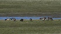 Flock of Wigeon (Anas penelope) grazing, with a Black-headed gull (Croicocephalus ridibundus) walking past in the foreground, Gloucestershire, England, UK, February.